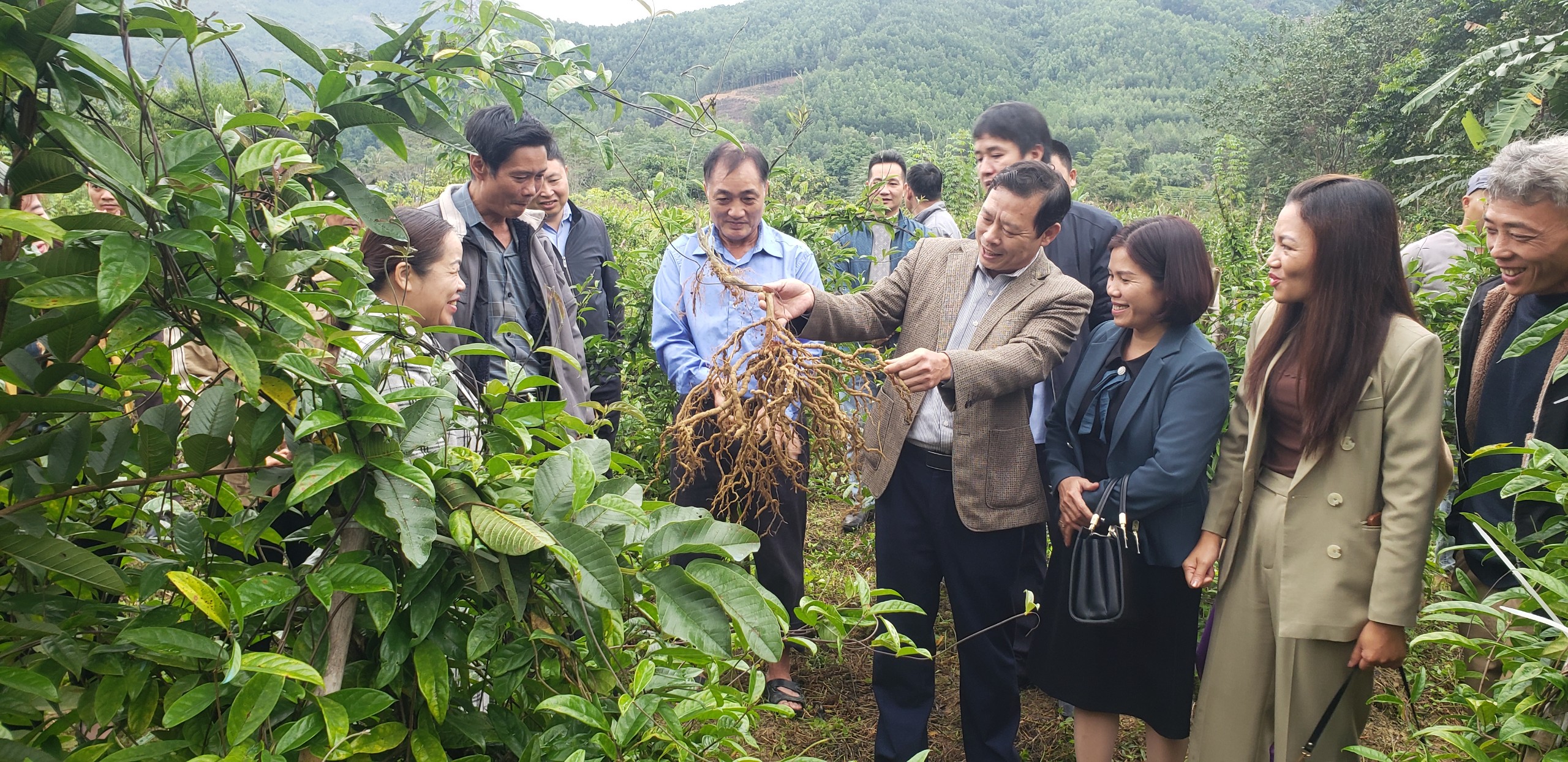 Tham quan mô hình trồng cây dược liệu Ba kích tím theo chuỗi liên kết năm thứ ba